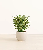 Aglaonema Snow White