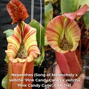 Nepenthes (Song of Melancholy x veitchii 'Pink Candy Cane') x veitchii 'Pink Candy Cane', CAR-1141 - SEED POD