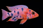 OB Firefish Dragonblood Peacock