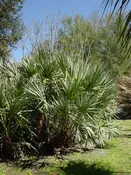 Green Saw Palmetto Palm (serenoa repens)