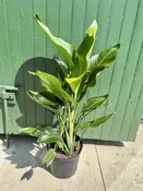 10" bird of paradise — the plant gays
