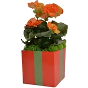 Tangerine Tango 4-Inch FlowerBox Vases — Carton of 120