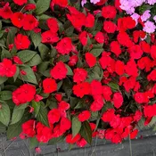 SunPatiens® 'Compact Deep Red' - Plants