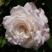 Belinda's Blush™ — Weeks Roses