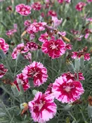 Dianthus MOUNTAIN FROST 'Ruby Glitter' / CHEDDAR PINKS — Franks Perennial Border