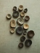 0.25-0.75" Fossilized Marine Animal Vertebrae, RM1441