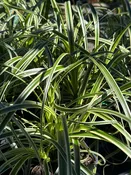 Carex 'Feather Falls' / FEATHER FALLS SEDGE — Franks Perennial Border