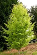 Beech, Fern Leaf 20 gal.