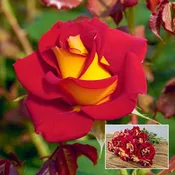 Ketchup & Mustard™ Floribunda Rose