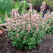 Agastache ‘Pink Pearl’