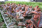 Ficus Ruby Rubber