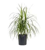 10″ Dracaena Rikki