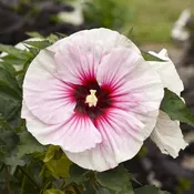 'Angel Eyes' Rose Mallow (Hibiscus)