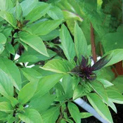 Licorice Basil