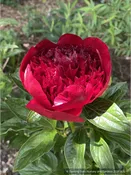 Paeonia 'Red Charm', Garden Peony