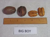 Bean Pecan