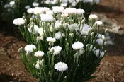 Bachelor Button – Dwarf White