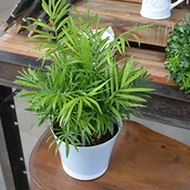 Arecaceae