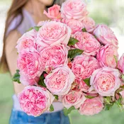 Romantica® Ball Gown™ Potted Rose Bush