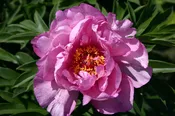 Peony 'First Arrival' Bare Root — Gardenwerks