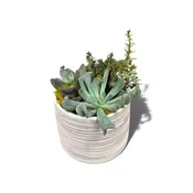 Simply Succulents