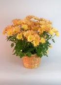 Fall Mum