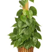 HEARTLEAF PHILODENDRON PHILODENDRON SCANDENS OXYCARDIUM