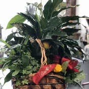 Dish Gardens