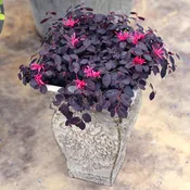 Jazz Hands Mini® White Chinese Fringe-Flower (Loropetalum)