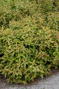 Kodiak® Orange Honeysuckle (Diervilla sessilifolia 'Kodiak Orange')
