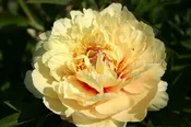 Peony 'Bartzella' Bare Root — Gardenwerks