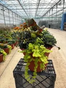 12" Planter Fall