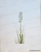 1925 - Ragged Fringe-orchid - Habenaria lacera (Michaux) Loddiges - Antique Print