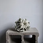 Airplant Tillandsia Xerographica, Large (6-8" D)