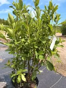 Clethra alnifolia ‘Ruby Spice’- Summersweet