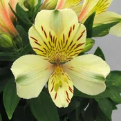 Alstromeria Yellow