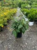 Allegheny Viburnum