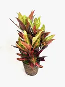 Croton 6″