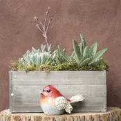 desert garden