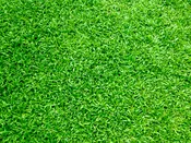 Carpetgrass Seed - Coated