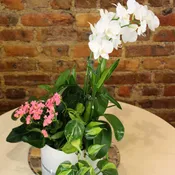 Peace & Serenity Dishgarden