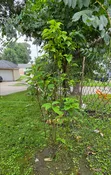 Arrowwood Viburnum