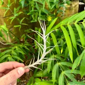 Tillandsia diaguitensis