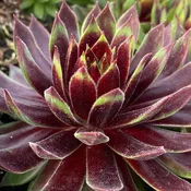 Chick Charms® Mint Chocolate Chip Hens & Chicks (Sempervivum)