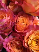Sunset Petali Rosa