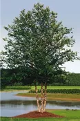 Birch, River 6-8′ CF