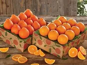 Double Delight! Navels in December & Golden Honeybells in January