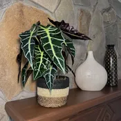 Alocasia Amazonica 'Polly' Elephant Ear