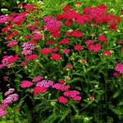 New Vintage Violet Yarrow