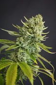 CLEMENTINE KUSH #1 BX: REG
